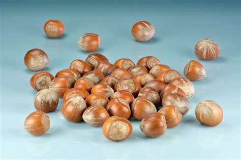 are chestnuts similar to hazelnuts